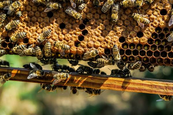 Votre apiculteur - Gaec Les Ruchers de la Bassanne - Savignac - Les Ruchers de la Bassanne
