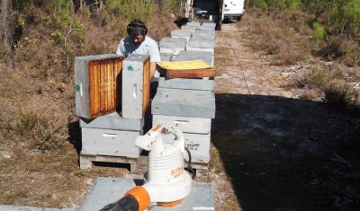 Récolte du miel de callune et visite des colonies avant la mise en hivernage à Savignac