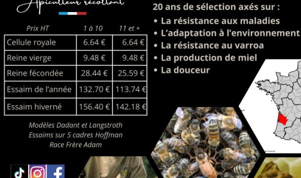 Vente d'essaims, reines et cellules royales de miel à Savignac