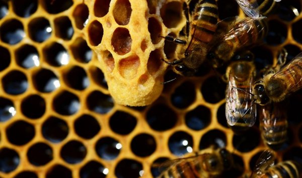 Élevage de reines abeilles - Savignac - Les Ruchers de la Bassanne